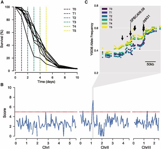 Selection for parental alleles in region of chromosome II with age. (A) Lifespans of each replicate AIL pool. Sampling time points colored corresponding to C. (B) 50 kb sliding median of the scores at each locus. Scores describe the extent to which allele frequency changed with age, with high-scoring variants displaying similar trajectories repeatedly across replicates (Materials and Methods). Red dotted line represents the threshold used for peak calling (upper quartile + 1.5× interquartile range). (C) Allele frequency at each time point, for each locus within 300 kb surrounding the chromosome II peak. Each dot represents a single allele. Allele frequencies are the mean of all eight replicates. The color of each point represents the sampling time (see key). Arrows highlight above-threshold variants. Dotted lines highlight the location of SPBC409.08 and ppk31.