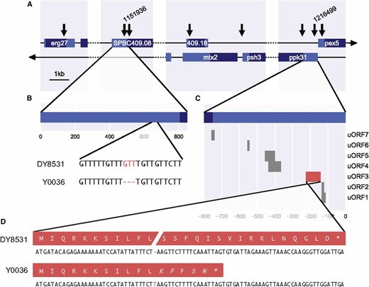 Genomic context of variants exceeding the threshold in peak region. (A) Broad genomic context of all above-threshold variants on chromosome II. The location of Indels in the 5′ UTRs of SPBC409.08 and ppk31 are labeled 1,151,936 and 1,216,499, respectively. CDS in dark blue, UTRs in light blue. (B) Local genomic context of the deletion in a short, repetitive stretch in the 5′ UTR of SPBC409.08. (C) Predicted uORFs in the 5′ UTR of ppk31. (D) An insertion in uORF3 (red) leads to a frameshift in the predicted peptide and premature stop codon. Amino acids in gray are unique to the protein of strain Y0036.