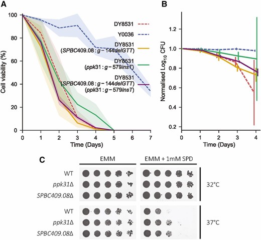Allele replacement with candidate variants and gene deletion at both ppk31 and SPBC409.08 give similar, subtle phenotypes. (A) Lifespan curves of the single and double allele replacement strains (solid lines) compared to the two parental strains (dashed lines) as indicated. Lines correspond to the mean ± shaded SD (N = 3). (B) Same lifespans as in A shown as normalized log10 colony forming units (median ± SD). Lifespans shown up to day 4, where all strains still showed some viability. (C) Spot assays comparing the growth of ppk31∆ and SPBC409.08∆ to wild type. Rows show fivefold serial dilutions of each strain grown with and without 1 mM spermidine, at 32 and 37°.