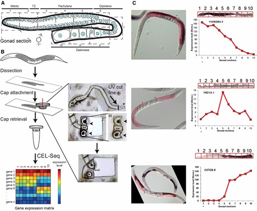 Methodology and verification of the spatiotemporal analysis of gene expression in the gonad. (A) Illustration of the C. elegans hermaphrodite gonad. The nuclei are arranged in a spatiotemporal pattern progressing from the distal mitotic tip (section 1) through the different stages of prophase I until the last (mature) oocyte (section 10). Oocytes become fully cellularized by late diakinesis. The numbers of the consecutive dissected sections and corresponding developmental stages are indicated. (B) Experimental work-through and representative images. Worms were dissected, and gonads were transferred to membrane slides. Sections equivalent to one-tenth of the total gonad length were cut via UV laser (red vertical line in cap represents the laser beam). (i) This inset shows the UV cut line on the dissected gonad, where * indicates the distal mitotic tip for orientation. (ii) Shows a section adhered to the cap by melting (arrowheads). (iii) Shows the cap from (ii) that was lifted to be examined at the QC (quality control) station (** indicates the UV dissected gonad section). (iv) Shows next section of the gonad adhered to cap by melting (*** indicates the corresponding empty area left behind after the previous section shown in (iii) was picked; note that no parts were left behind and no liquid was spilled). RNA from the caps was analyzed by CEL-Seq. (C) Verification of dynamic expression via comparison with NEXTDB RNA in situ images. Three representative images of early (Y106G6H.3), mid (Y6D1A.1), and late (C07D8.6) expression are shown for the indicated genes, as well as expression level (y-axis) along the different sections (x-axis), as found in our analysis with digitally linearized gonad images extracted from the NEXTDB images (the portions of the gonads that were linearized are outlined in red on the in situ images). Boxes on the linearized gonads, numbered 1 through 10, indicate the different sections for which expression levels were quantified. Asterisks on the NEXTDB images indicate the distal tip and are also placed under gonad section 1 on the x-axes of the expression analysis to orient the direction in which the sections are located along these gonads. TZ: transition zone.
