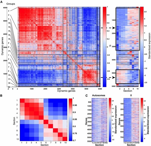 Dynamic expression of genes in the hermaphrodite gonad. (A) Left: hierarchical grouping analyses of dynamic germline gene expression profiles using Pearson’s correlation. The top 20 gene groups are numbered and demarcated along the left of the y-axis. Right: standardized gene expression levels (gene expression levels were mean subtracted and divided by the SD). Genes are arranged in the same linear order of the clusters on the left (y-axis) and gonad sections (X). The two major groups are indicated by black rectangles. Dynamically expressed genes are inversely correlated to each other (r < 0) if their profiles contain expression in opposite gonad sections. (B) Pairwise profile correlation coefficients among gonad sections. (C) Standardized gene expression levels along the gonad (sections 1–10) in autosomes compared to the X chromosome.
