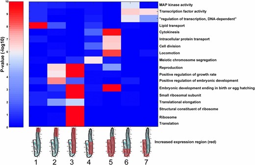 Gene ontology terms associated with genes expressed at specific regions of the hermaphrodite germline. For each of the indicated expression profiles (columns), the enrichment was computed for the genes expressed with that profile and the genes annotated to the indicated gene ontology categories (rows). For simplicity, only a subset of gene ontology terms with enrichment (hypergeometric distribution, see Materials and Methods) of less than P ≤ 10−5 for at least one profile are shown in the plot (full sets are shown in Figure S6). Profiles are indicated as cartoons of gonads, with red covering the high-expression region. Gene cluster numbers are indicated below the gonad cartoons. Color indicates the P-value of the enrichment with blue indicating low and red indicating high levels of enrichment.