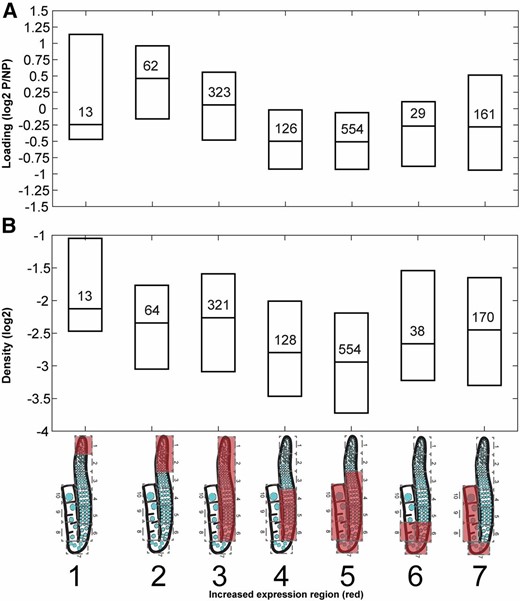 Translational spatiotemporal changes. Polysome-associated vs. -free mRNAs of germline-enriched genes from (A) whole-worm polysome data published by Nousch et al. (2014), restricting our analysis to germline-enriched genes (Reinke et al. 2004), and (B) ribosome density (this study) in different expression profiles of hermaphrodite gonads. Boxplots indicate 25th, median, and 75th quantile. The number of genes is indicated within each box. Expression profiles are indicated as cartoons of the gonads with red covering the region of high gene expression. Gene cluster numbers are indicated below the cartoons.