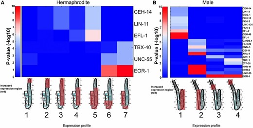 Transcription factor targets are enriched at specific germline regions. Significant enrichments (P-value ≤ 10−4) of expression of transcription factor targets within the germline gene expression profiles. Scale: 10 indicates high expression, 0 indicates low expression. (A) Hermaphrodite. (B) Male. Expression profiles are indicated as cartoons of the gonads with red covering the regions of high gene expression. Gene cluster numbers are indicated below the cartoons.