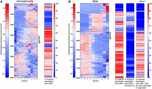 CSR-1-associated genes are enriched in specific groups. (A) Left: standardized expression of the hermaphrodite genes along the gonad sections. Genes were hierarchically clustered according to their expression profiles. Right: histogram-plot (each bin representing 100 clustered genes) showing the frequency of the genes associated with CSR-1. (B) Left: standardized expression of the male genes along the gonad sections. Genes were hierarchically clustered according to their expression profiles. Right: histogram plots (each bin representing 100 clustered genes) showing the frequency of the genes that are either associated with CSR-1 (left), both CSR-1 and ALG-3/4 (middle), or CSR-1 oogenesis genes (right).