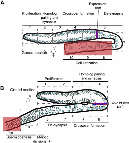 Spatiotemporal processes in the male and hermaphrodite gonads. Illustrations of the hermaphrodite (A) and male (B) gonads. Sections and corresponding major process are indicated. The area in which most of the mRNA levels shift is indicated as a red/blue gradient. The region in which de novo transcription was reported to decrease (Kelly et al. 2002) is highlighted in red.