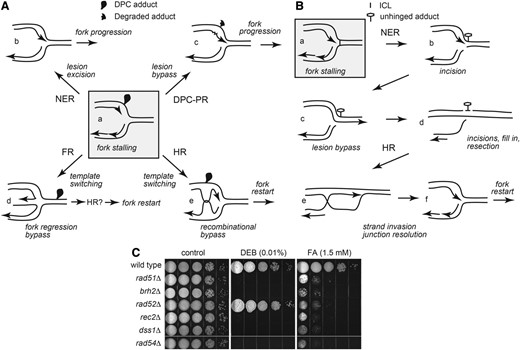 Pathways for resuming replication after fork stalling at cross-links. (A) Repair and tolerance of a DPC. Shaded box (a) adduct on a leading strand template stops replication. (b) NER excision of a tract of nucleotides containing the cross-linked protein adduct. (c) DPC-PR degrades the protein allowing a translesion polymerase to synthesize (squiggle) past the lesion. (d) FR enables regression followed by HR or reversal to restart replication. (e) HR enables template switching of nascent strands to bypass the lesion. (B) Repair of an ICL. A single fork is shown for simplicity in this illustration, but emerging evidence indicates convergence of two forks is required for ICL repair (Zhang et al. 2015). Shaded box (a) replication fork stalling at an ICL. (b) NER structure specific nucleases incise the backbone of one strand unhinging the lesion but creating a single-ended DNA DSB on the other chromatid arm. (c) Fill-in synthesis bypasses the lesion. (d) NER removal of the lesion from the complementary strand and end processing in preparation for HR. (e) HR strand invasion rejoins the broken arm. (f) Resolution of the recombination intermediate to reform the replication fork. Arrowheads in the forks indicate 3′ ends of extending strands. (C) Contribution of HR components to cross-link repair and tolerance. Mutant strains deleted of HR core components were tested for sensitivity to chronic exposure to FA and DEB as described in Materials and Methods. Results shown here and in subsequent figures are representative of multiple determinations. At least three independent determinations were performed for each strain.