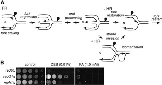 Pathway for bypass of a DPC by FR. (A) Schematic with arbitrary placement of DPC. (a) Protein adduct on a leading strand template stops replication. (b) Fork regression produces an additional DNA branch with a recessed 3′ end. (c) After fill-in synthesis and 5′-end resection a protruding 3′ single-stranded end is revealed. (d) HR promoted 3′-end strand invasion of the newly duplicated tract with the homologous sequence produces a D-loop intermediate. (e) Reversal of the regressed extended fork structure in (c) or isomerization of the HR intermediate in d resets the replication fork junction past the lesion. (B) Contribution of FR components to cross-link repair and tolerance. Mutant strains deleted of FR components were tested for sensitivity to chronic exposure to FA and DEB as in the legend to Figure 1.