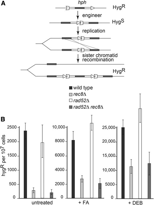 Sister chromatid recombination assay. (A) Schematic illustrates the construction of the SCR reporter from the hygromycin phosphotransferase gene. Hygromycin resistant recombinants arise from an unequal SCR event. (B) SCR frequency determinations were performed on the indicated different strains grown in the absence or presence of FA or DEB as described in Materials and Methods. Median values of triplicates from three to five independent experiments were used to determine SD (error bars).