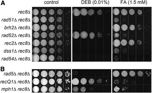 Eliminating Rec8 alters HR component requirements in cross-link repair. Mutant strains defective in HR core components (A) or FR components (B) were tested for sensitivity to chronic exposure to FA and DEB as described in Materials and Methods. Representative results of at least three independent determinations for each strain are shown.