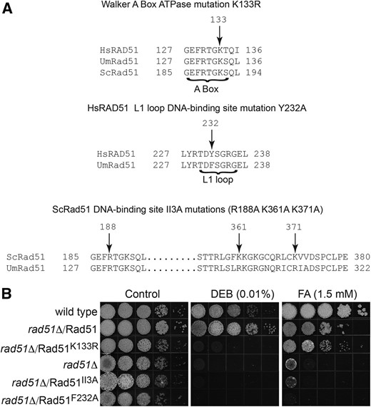 Rad51 mutant variants in cross-link repair. (A) Individual residues altered in Rad51 variants are shown in the context of specific protein sequences with alignments to yeast (Sc) or human (Hs) to demonstrate sequence conservation. Residue numbers of UmRad51 are the same as HsRad51, but differ from ScRad51 due to the presence of an extended leader sequence in the latter. The UmRad51II3 variant is Rad51R130A R303A R313A. (B) rad51∆ strains expressing different Rad51 variants as indicated were tested for ability to complement sensitivity to DEB or FA.