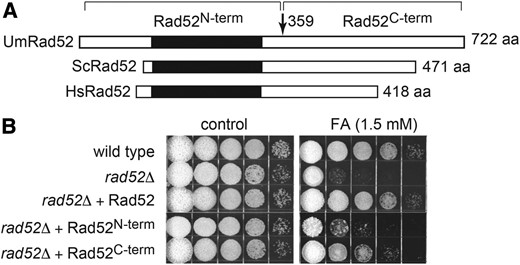 rad52Δ mutant complementation. (A) Schematic shows the region of the conserved DNA-binding/protomer-protomer interaction domain (black rectangle) in Rad52 from U. maydis (Um), S. cerevisiae (Sc), and Homo sapiens (HS) and the N-terminal and C-terminal fragments of UmRad52 that were expressed separately. (B) rad52∆ strains expressing the different Rad52 variants as indicated were tested for ability to complement sensitivity FA.
