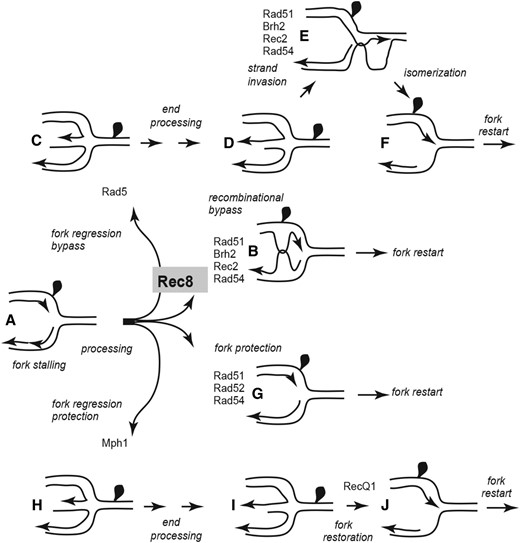 Rec8 controls access to branches in DPC repair enabling Rad51-promoted template switching. Rec8 is imagined to function as a gatekeeper that allows channeling of (a) stalled fork pictured with a DPC on the leading strand template into tolerance branches (curved arrows pointing upwards) that depend on Rad51 strand transfer activity, (b) template switching of nascent strands to bypass the lesion, (c) FR that leads to bypass of the adduct by strand invasion (d and e) of the duplicated sequence as in Figure 2 to (f) reset the replication fork. In the absence of Rec8 (curved arrows pointing downward), stalled forks are channeled into branches that (g) utilize Rad51 in its noncanonical protective function, or (h) promote regression, (i) fill-in synthesis, and (j) reversal to restore the replication fork. Individual HR and FR component requirements are tentatively placed at the relevant steps.