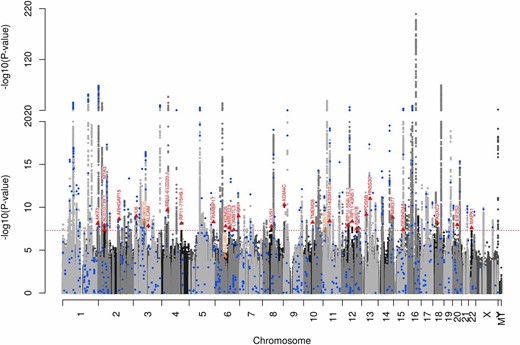 GERA+GIANT multiethnic meta-analysis Manhattan plot. Blue circles indicate previously identified variants, orange triangles indicate GERA-identified variants, and red triangles indicate GERA+GIANT-identified variants. GERA, Genetic Epidemiology Research on Adult Health and Aging cohort; GIANT, Genetic Investigation of Anthropomorphic Traits consortium.