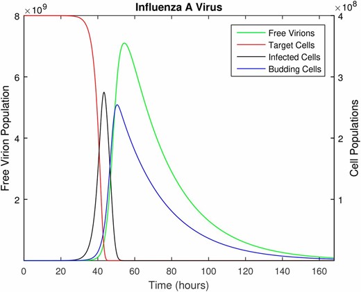 The time course of influenza A infection over the span of 1 week (168 hr). Parameter values are provided in Table 1, with the following initial conditions: 4×108 epithelial cells (target cells), 100 virions (initial infection dose), and all other populations initially zero.