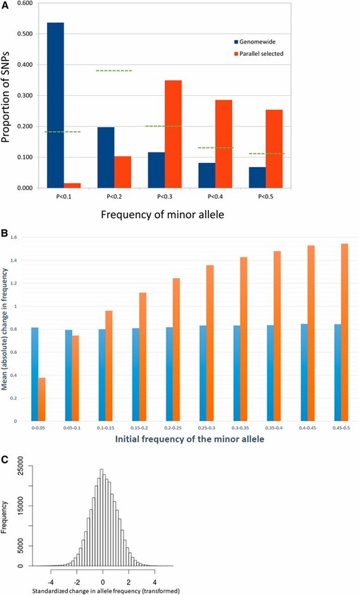 (A) The allele frequency spectrum is given for all SNPs in the ancestral populations (blue bars) and for those that tested significant for parallel selection (orange bars). The green broken lines denote proportions observed in a simulation of parallel selection on 30 loci with initial allele frequencies sampled from genome-wide distribution (see text). (B) The average absolute change in z (blue bars) and of untransformed allele frequency (orange bars) as a function of initial allele frequency. The latter is multiplied by 20 to be on same scale as the former. (C) The distribution of changes in z between ancestral and descendant populations of replicate C (all SNPs). For B and C, z is the difference in transformed allele frequency (xA – xD) divided by the SD.