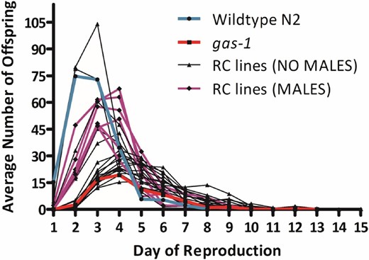 Reproductive schedules of gas-1 recovery (RC) lines. Average daily productivity of G60 gas-1 RC lines alongside that of their gas-1 ancestor (red line) and wild-type N2 (blue line) controls. The six RC lines that evolved appreciable frequencies of males are highlighted in purple. Line RC10 and the bleach-resistant line, RC22, exceeded wild-type peak reproduction.