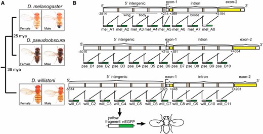 Fragments of yellow 5′ intergenic and intronic sequences tested for enhancer activity. (A) Divergence times among D. melanogaster, D. pseudoobscura, and D. willistoni are shown, along with images of adult males and females from each species. (B) Schematics show the overlapping fragments from regions of 5′ intergenic and intronic sequence of yellow from each species tested for enhancer activity. Each of these ∼1 kb fragments was cloned upstream of a nuclear Enhanced Green Fluorescent Protein (nEGFP) to form a reporter gene, and each reporter gene was inserted into the attP40 landing site on chromosome arm 2L. Gray bars under the D. melanogaster schematic show the borders of previously identified tissue-specific enhancers of yellow driving expression in the wing, body, and bristles (Geyer and Corces 1987; Wittkopp et al. 2002; Kalay and Wittkopp 2010). This schematic was modified from Kalay et al. (2016). Pictures of Drosophila species generously provided by Nicolas Gompel (Ludwig-Maximilians-University of Munich).