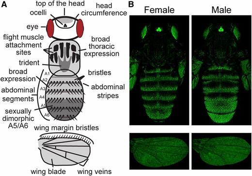 Regions of the pupal body scored for yellow enhancer activity. (A) This schematic represents a Drosophila pupa and has the regions scored for reporter gene expression on the head, thorax, abdomen, and wings indicated. Abdominal segments A1–A6 are also labeled. Eyes and ocelli are also shown because the transformation marker (Pax6-GFP) inserted with the yellow fragment reporter genes drives expression in these tissues. (B) Activity of the reporter gene driven by the full 5′ intergenic sequence from D. melanogaster yellow. The fluorescence observed in the eyes and ocelli is driven by the Pax6-GFP transformation marker, which was integrated with the empty reporter gene (Figure S1B). These are the same images shown for the full mel_5′ fragment in Figure 3, A and B without the inverted color scheme.