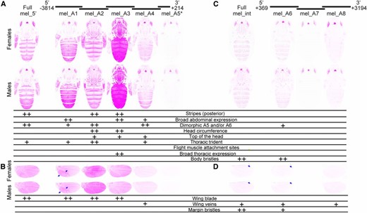 Enhancer activity of D. melanogaster yellow fragments. Below the schematic of overlapping sequence regions from the 5′ intergenic and intronic regions of the D. melanogaster yellow gene tested for enhancer activity are images of transgenic pupae, which show expression from the GFP reporter genes in magenta. Expression driven by fragments from the 5′ intergenic region (A and B) and the intron (C and D) is shown in the body (A and C) and wings (B and D), for both female (top row) and male (bottom row) flies. Summary tables below each pair of pupal bodies (A and C) and wings (B and D) show our interpretation of these images: “++” indicates strong fluorescence observed in the body region, whereas “+” indicates weaker fluorescence. Blue arrows highlight elevated expression in a region of the wing driven by the mel_A1 fragment, and expression in the margin bristles driven by the full D. melanogaster intron (“Full mel_int”) and the mel_A6 fragment. The asterisk next to the mel_A5 fragment indicates that activity of this element is shown for flies heterozygous for the reporter gene. All other images show GFP expression in flies homozygous for the reporter gene. The magenta color used in this figure makes it easier to see low expression levels; a copy of this figure with GFP expression shown in the more traditional green is provided as Figure S2. The dimorphic expression driven by mel_A6 and the wing blade expression driven by mel_A4 were equivocal, and went through a secondary inspection before reaching a consensus among authors.