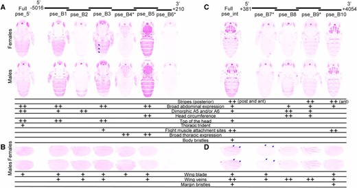 Enhancer activity of D. pseudoobscura yellow fragments. Below the schematic of overlapping sequence regions from the 5′ intergenic and intronic regions of the D. pseudoobscura yellow gene tested for enhancer activity are images of transgenic pupae that show expression from the GFP reporter genes in magenta. Expression driven by fragments from the 5′ intergenic region (A and B) and the intron (C and D) is shown in the body (A and C) and wings (B and D), for both female (top row) and male (bottom row) flies. Summary tables below each pair of pupal bodies (A and C) and wings (B and D) show our interpretation of these images: “++” indicates strong fluorescence observed in the body region, whereas “+” indicates weaker fluorescence. Note that in addition to the stripes seen at the posterior edge (post) of abdominal segments in many cases, the full D. pseudoobscura intron (“Full pse_int”) as well as fragment pse_B10 drove elevated expression in stripes at the anterior edge of each abdominal segment (indicated by the “ant” notation in the table). Blue arrows highlight elevated expression along the posterior edge of abdominal segments in females driven by the pse_B3 fragment, and between the L1 and L2, as well as L2 and L3, veins in the wing blade driven by full pse_int and the pse_B7 fragment. The asterisks next to the pse_B4, pse_B6, pse_B7, and pse_B9 fragments indicate that activities of these elements are shown for flies heterozygous for the reporter gene. All other images show GFP expression in flies homozygous for the reporter gene. The magenta color used in this figure makes it easier to see low expression levels; a copy of this figure with GFP expression shown in the more traditional green is provided as Figure S3. The wing blade expression driven by pse_B5 was equivocal and went through a secondary inspection before reaching a consensus among authors.