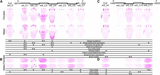 Enhancer activity of D. willistoni yellow fragments. Below the schematic of overlapping sequence regions from the 5′ intergenic and intronic regions of the D. willistoni yellow gene tested for enhancer activity are images of transgenic pupae that show expression from the GFP reporter genes in magenta. Expression driven by fragments from the 5′ intergenic region (A and B) and the intron (C and D) is shown in the body (A and C) and wings (B and D), for both female (top row) and male (bottom row) flies. Summary tables below each pair of pupal bodies (A and C) and wings (B and D) show our interpretation of these images: “++” indicates strong fluorescence observed in the body region, whereas “+” indicates weaker fluorescence. Blue arrows highlight elevated expression in the proximal areas of the wing driven by the will_C2 fragment. The asterisk next to the will_C8 fragment indicates that activity of this element is shown for flies heterozygous for the reporter gene. All other images show GFP expression in flies homozygous for the reporter gene. The magenta color used in this figure makes it easier to see low expression levels; a copy of this figure with GFP expression shown in the more traditional green is provided as Figure S4. The wing blade expression driven by full will_5′ and will_C7 fragments were equivocal, and went through a secondary inspection before reaching a consensus among authors.