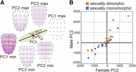 Principal component analysis of abdominal expression patterns. (A) Relative proportions of variation in abdominal expression patterns explained by principal components 1, 2, and 3 (PC1, PC2, and PC3) are shown with black lines in the center of the figure. Abdominal images at the ends of each of these black lines show inferred expression patterns that correspond to the minimum (min) and maximum (max) values of each of the principal components. Comparing the images with min and max values for each PC shows the elements of abdominal expression captured by that principal component. (B) The scatterplot compares values of PC2, which primarily captures elevated expression in abdominal segments A5 and A6, between males and females for each reporter gene. PC2 values for reporter genes driving expression in abdominal segments A5 and A6 interpreted as sexually dimorphic are shown in orange, and PC2 values for reporter genes driving sexually monomorphic expression in abdominal segments A5 and A6 are shown in blue.