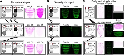 Evolution of orthologous enhancers. (A) Abdominal expression driven by the mel_A2, mel_A3, pse_B3, pse_B4, and will_C3 fragments, which share sequence similarity suggesting that they have evolved from a common ancestral sequence (i.e., are orthologous), is shown. Note that these fragments from D. melanogaster and D. willistoni, but not D. pseudoobscura, drive expression in abdominal stripes. Expression of the will_C4 fragment is also shown because it overlaps with will_C3 and also drives expression in abdominal stripes. Expression patterns of the green fluorescent protein are shown with an inverted color scheme. All images shown are from female flies. (B) Abdominal expression driven by the orthologous mel_A3, pse_B4, and will_C3 fragments is shown, for both male and female flies. Note that expression in abdominal segments A5 and A6 differs between the two sexes in D. melanogaster and D. willistoni, whereas the orthologous D. pseudoobscura fragment does not drive abdominal expression. (C) Body and wing expression driven by the orthologous mel_A6, pse_B7, and wil_C9 fragments is shown, using both the original and inverted color schemes for the green fluorescent protein. Note that the fragments from D. melanogaster and D. willistoni drive strong expression in bristle cells of the body and wing margin, whereas the D. pseudoobscura fragment drives expression in bristles at much lower levels. Images shown for D. pseudoobscura have been digitally enhanced to show this weak bristle expression. All images shown are from male flies; bristle expression is not dimorphic. In (A–C), schematic representations of the full expression pattern for each fragment are the same as shown in Figure 7. Fragments assayed only in flies heterozygous for the reporter gene are marked with “het.”