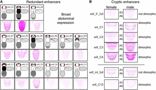 Examples of redundant and cryptic enhancers. (A) All fragments driving broad abdominal expression are shown for D. melanogaster, D. pseudoobscura, and D. willistoni. Although similar expression patterns driven by adjacent fragments might be caused by their overlapping sequences, similar expression patterns driven by nonadjacent fragments (e.g., mel_A1 and mel_A3) must be driven by independent sequences. Schematic representations of the full expression pattern for each fragment are the same as shown in Figure 7. (B) Expression in the A5 and A6 abdominal segments, driven by the full 5′ intergenic (“will_5’_full”) and full intronic (“will_int_full”) sequences from D. willistoni, as well as the subfragments will_C1, will_C2, will_C3, will_C4, and will_C10, are shown. Note that the full 5′ intergenic and intronic regions drive expression in these segments that is similar between males and females, yet the subfragments shown all drive sexually dimorphic expression in abdominal segment A5 and/or A6.