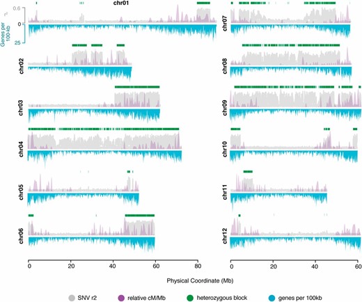 Recalcitrant residual heterozygous SNVs in a seven-generation inbred. Genome-wide map of local LD based on the mean r2 centered on windows of 100 SNVs (gray) and the coincidence of elevated recombination rates (relative recombination rates, purple overlay). Top y-axis, average r2 per marker. Bottom y-axis, genes per 100 kb (blue). Green blocks, regions with elevated LD, heterozygous blocks in M6. chr, chromosome; LD, linkage disequilibrium; SNV, short nucleotide variant.