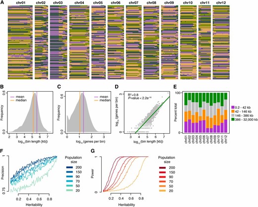 Construction and analysis of a four-allele reference-based haplotype recombination bin map in diploid potato. (A) Haplotype distribution of a four-allele reference-based haplotype recombination bin map in diploid potato. Orange and purple, US-W4 haplotypes 1 and 2, respectively. Green and gray, M6 haplotypes, respectively. (B) Distribution of recombination bins based on the physical bin length. (C) Distribution of genes per bin genome-wide. (D) Scatter plot depicting the density of genes as a function of bin length. (E) Proportion of chromosome recombination bins composed of different physical bin lengths (split into quartiles). (F) Simulation estimates of precision across a range of heritability values (x-axis) and population sizes (dark blue to light green lines). (G) Simulation estimates of power across a range of heritability values (x-axis) and population sizes (dark red to orange lines). chr, chromosome.
