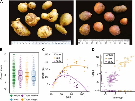 Analysis of phenotypic variance and maturity segregation in potato. (A) Comparison of tuber size between the maternal parent US-W4 (left) and the paternal parent M6 (right). Bar, 2.54 cm (1 inch). (B) Distributions of scaled phenotypic values for plant height, tuber number, average tuber weight, and overall yield. (C) Example of different growth habits for two genotypes demonstrating early (purple) and late (orange) maturity. The purple and orange lines were derived from random regression models for each clone. DAP, days after planting. (D) K-means clustering of all F1 individuals, parental genotypes, and commercial tetraploid cultivars. Early-maturing clones are illustrated in purple, while late-maturing clones are labeled in orange.