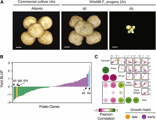 Persistent heterosis in tuber size is independent of maturity in potato. (A) Comparison of tuber size among a commercial tetraploid cultivar (left), a high-yielding diploid clone (middle), and a low-yielding diploid clone (right). Bar, 2.54 cm (1 inch). (B) Ordered yield BLUPs across the F1 population, the parental genotypes, and tetraploid cultivars. Orange bars indicate the two parental genotypes. Blue bars represent the commercial tetraploid cultivars. Green bars indicate clones with below-average yield BLUP values. Purple bars represent clones with above-average yield BLUP values. (C) Pairwise correlations between maturity and yield components. A linear regression model is plotted as a red line in pairwise comparisons. Early- and late-growing labels are assigned to clones as purple and orange colors, respectively. Significance denoted as * P < 5.0e−10, ** P < 5.0e−20, and *** P < 5.0e−50. BLUP, best linear unbiased prediction.