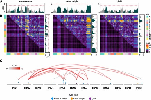 QTL detection accounting for maturity as a covariate in potato. (A) Single-marker regression scan for QTL associated with tuber number (left), average tuber weight (middle), and yield (right). The red line indicates significance thresholds for α = 0.05. (B) Two-dimensional QTL scans for epistatic interactions associated with tuber number (left), average tuber weight (middle), and overall yield (right). The top half of the matrix indicates LOD scores from the full model (two QTL and their interaction). The bottom of the matrix represents LOD scores from the additive model of two QTL. (C) A summary of all significant epistatic interactions among QTL for various traits. chr, chromosome.