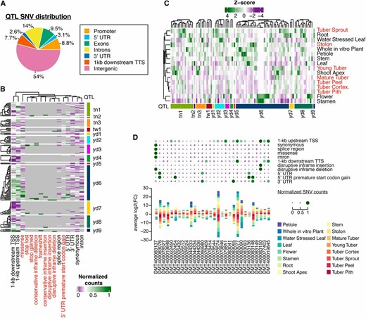 Fine-scale analysis of the genetic and expression regulation architecture of yield-associated QTL in potato. (A) Distribution of SNVs relative to genes across all 14 QTL regions. (B) Normalized (0–1) counts of different SNV effects types (columns) across all 159 QTL genes (rows). (C) Normalized (z-scores) expression values of all 159 QTL genes (rows) across 16 different tissue types (columns). (D) Coincidence of tuber- or stolon-specific QTL genes (bottom plot) with various SNV effects (top bubble plot). Counts of SNV effects were scaled to range from 0 to 1. Tuber- and stolon-specific QTL genes were determined by the tissue type with the greatest TPM average log2 (FC). FC, fold change; SNV, short nucleotide variant; TPM, transcripts per million; TSS, transcription start site; TTS, transcription termination site.