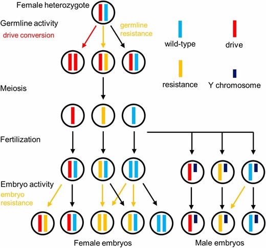 Mechanisms of the homing drive. In heterozygous females, the “drive conversion rate” is the rate at which wild-type alleles are converted into drive alleles by homology-directed repair in the germline. Resistance alleles can also form at this stage. The “male wild-type rate” is the rate at which wild-type alleles either remain wild-type or are converted to r1 alleles, which have a wild-type phenotype, as calculated from male progeny. Meiosis and fertilization occur, and then, additional resistance alleles can form in the early embryo. The “embryo r2 rate” represents the rate at which this occurs in flies that inherit a drive allele. The “embryo mosaic r2 rate” represents the analogous rate at which resistance alleles form in later developmental stages, creating a mosaic yellow phenotype in adult daughters.