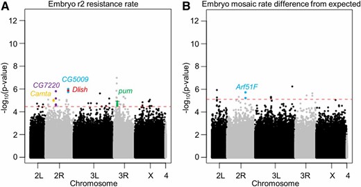 Manhattan plot shows top hits from the genome-wide association study analysis. Each dot shows the location and P-value of a single polymorphism of the (A) early embryo r2 resistance allele formation rate, and (B) embryo mosaic rate difference from the expected value. The red dashed line shows the P-value cutoff corresponding to a 50% false discovery rate. Hits from Table 1 are colored.