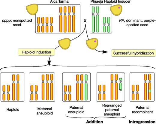 Production of the dihaploid population and expected types. Haploid inducers IVP101 or PL4, both diploids, were used to pollinate tetraploid cultivar Alca Tarma. For simplicity, the potato genome is represented by two chromosome types. The haploid inducer is homozygous for the dominant seed purple spot marker. Normal fertilization and development resulting in hybrids with spotted seed, defined as successful hybridization, results in biparental triploids or tetraploids, depending on the ploidy of the male gamete. Maternal dihaploids are expected among plants germinated from nonspotted seeds. Plants displaying more than eight stomatal chloroplasts (an indication of increased nuclear content) or unusual phenotypes potentially consistent with aneuploidy were discarded (Velásquez et al. 2007; Mihovilovich et al. 2014). Genetic haploid inducers can act through either parthenogenesis (Forster et al. 2007) (development of an unfertilized egg) or genome elimination (Ishii et al. 2016) (rejection of the haploid inducer genome). Addition or introgression of residual haploid inducer DNA indicates the second mode of action.