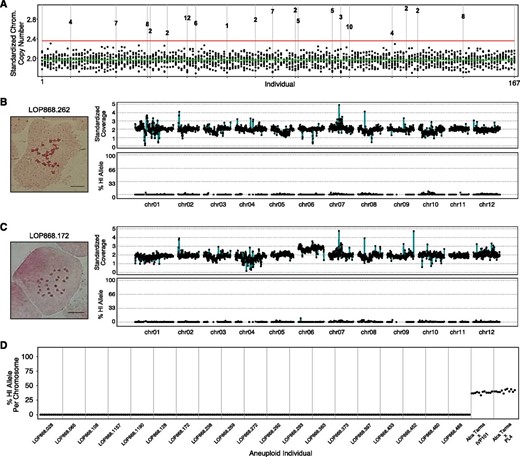 Aneuploidy detection in 167 primary dihaploids by genome sequencing. (A) Chromosome copy number for each individual in the population. Each individual of the population is displayed along the x-axis, with the stack of dots at each x coordinate corresponding to standardized copy number for each chromosome type, with a value of 2.0 representing the expected diploid state. The green line corresponds to the mean chromosome copy number among the population and the red line indicates 3 standard deviations greater than the mean. Outliers in this distribution correspond to the affected chromosome in each trisomic and are numbered according to the chromosome present in excess. (B) Cytogenetic and in silico karyotype of a representative euploid dihaploid LOP868.262. Left: Root tip somatic metaphase karyotype. Top right: copy number plot; individual data points represent read depth in nonoverlapping 250-kb bins standardized to tetraploid Alca Tarma counts such that the expected diploid state corresponds to copy number 2.0. Bottom right: haploid inducer SNP allele plot; black points correspond to the fraction of base calls supporting haploid inducer alleles at all informative sites in nonoverlapping 1-Mb bins. (C) Cytogenetic and in silico karyotype of chromosome 6 trisomic LOP868.172, illustrating that trisomy of chromosome 6 was not derived from either IVP101 or PL4. See Figure S1 for dosage plots of the remaining trisomics. (D) SNP plot showing the percentage of haploid inducer allele present in the trisomics identified in panel (A). For each individual, the 12 points correspond to the 12 chromosomes displayed in order (i.e., the first dot is chromosome 1, the second chromosome 2, etc.). For each individual, points near 0% for the affected chromosome and all others indicate a maternal trisomy. Observed % haploid inducer allele values from two representative simulated hybrid controls, one Alca Tarma × IVP101 and the other Alca Tarma × PL4, are shown on the right. Chrom., chromosome; HI, haploid inducer.