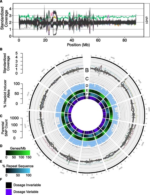 Chromosomal distributions of dosage variation and parent-informative markers in the dihaploid population. (A) Read depth standardized to tetraploid Alca Tarma in nonoverlapping 250-kb bins of chromosome 1. Each individual in the dihaploid population is represented by a single line. Dihaploids that are trisomic for any chromosome are represented by colored lines. For example, chromosome 1 trisomic LOP868.238 is displayed as a green line. The plot also displays unique segmental dosage variants, one starting at 24 Mb and involving a trisomic of eight (pink line), a second one at 67 Mb and involving two trisomics of two (overlapping magenta and blue lines), and a terminal deletion of the short arm in an otherwise euploid line (gray line). (B–F) Circos plots for the 12 chromosomes. For each chromosome, 167 lines are shown. Aneuploids of any chromosome are uniquely colored and all other individuals are colored gray. (B) Standardized read-depth plots of all chromosomes smoothed to 1-Mb bins. (C) Percent haploid inducer allele at all parent-informative marker loci in nonoverlapping 1-Mb bins. Refer to Figure S3 for expected haploid inducer allele percentages derived from simulated hybrid analyses. (D) Log10-scaled counts of parent-informative markers in nonoverlapping 1-Mb bins. (E) Genes per 1-Mb sliding window and 200-kb step. (F) Percent repeat sequence per 1-Mb sliding window and 200-kb step. Chr, chromosome.