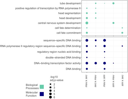 Gene ontology (GO) analysis identifies transcription factors that act in developmental processes as types of genes that change zygotically. Significantly enriched GO terms are listed for zygotically transcribed genes that change in trans regulation between each pair of species compared. Genes represented in this analysis are categorized as mostly zygotic (see Materials and Methods). Terms are listed for Biological Processes and Molecular Function categories and only terms that appear in more than one cross are shown in this figure. Terms unique to a specific cross are listed in Figure S5. Biological process categories identified relate to development, molecular function categories identify functions consistent with DNA binding and regulation.