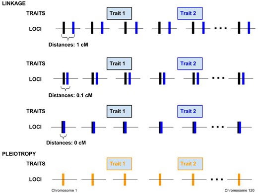 Four genetic architectures showing the distribution of loci on 120 linkage groups. In the case of nonpleiotropic pairs of loci affecting the two different traits on each linkage group are either 1, 0.1, or 0 cM apart. In the case of the pleiotropic architecture, each locus on each chromosome affects both traits.