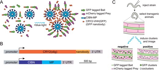 Overview of CeLINC. (A) Overview of CRY2/CIB1 light-induced coclustering (LINC). Two proteins to be tested for interaction are tagged with fluorescent proteins (GFP and a second color fluorescent protein). In dark conditions, the CRY2::VHH(GFP nanobody) protein is mainly in the nonoligomerized form, and there is no to little association between CIBN with CRY2. Upon blue light exposure, CRY2 both homodimerizes and heterodimerizes with CIBN. The CIBN-MP protein forms a dodecamer that act as a scaffold to increase cluster size. GFP-tagged proteins bound to the nanobody are clustered, resulting in a bright and compact fluorescent signal. The second color fluorescent protein (mCherry in this example) is analyzed for colocalization in the clusters. (B) Diagram of the CeLINC expression constructs. (C) Overview of CeLINC. A strain with two tagged proteins to be tested for an interaction (GFP and mCherry in this example) is injected with plasmids to express the CRY2::VHH(GFP nanobody) and CIBN-MP proteins. Transgenic F1 animals carrying an extrachromosomal array are identified by the presence of a coinjection marker. After transgenic strains are established, clusters are induced by blue light exposure of the transgenic animals and imaged. Cells with GFP containing clusters are then analyzed for colocalization of the mCherry tagged protein.