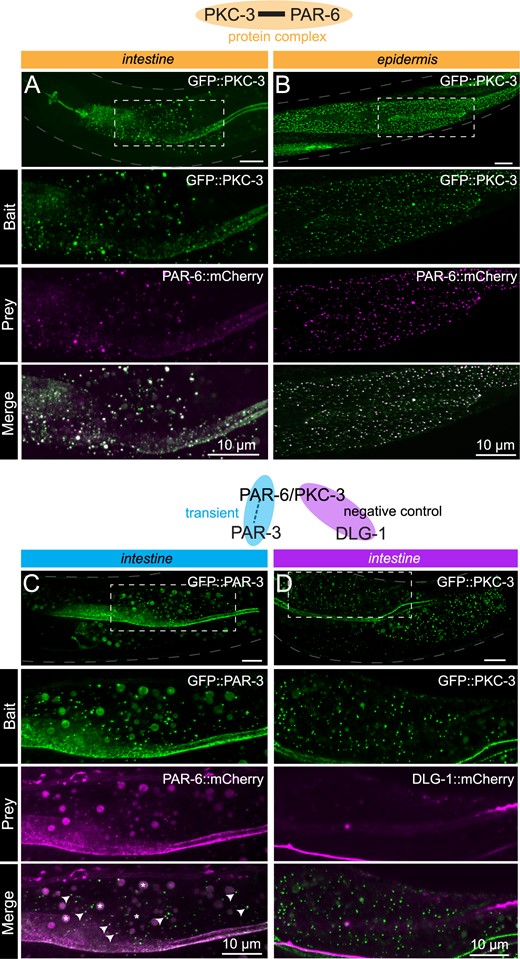 Interactions between apical cell polarity regulators assayed with CeLINC. (A,B) Interaction between GFP::PKC-3 and PAR-6::mCherry using endogenously tagged alleles. The top panel shows the region of the worm examined and the area within the white dashed box is shown enlarged in the panels below. The CIBN-MP construct is expressed from the rps-0 promoter. In (A), CRY2(olig)::VHH(GFP) is expressed from the elt-2 promoter, while in (B), CRY2(olig)::VHH(GFP) is expressed from the wrt-2 promoter to enable tissue-specific clustering. In all panels, the bait protein corresponds to the protein trapped by the CRY2-fused nanobody. (C) Interaction between GFP::PAR-3 and PAR-6::mCherry using endogenous alleles. PAR-6 is not present in every GFP containing cluster, but PAR-6::mCherry clusters overlap with PAR-3 clusters (white arrows indicate some of the coclusters). Bigger round spheres in both the bait and prey channels correspond to autofluorescence from gut granules, which are marked with an asterisk in the merged image. CeLINC constructs are expressed from the rps-0 promoter. (D) Negative control CeLINC assay between GFP::PKC and DLG-1::mCherry (endogenous alleles). See Supplementary Figure S2, A and C for quantifications of all pairs shown. All images are representative of multiple animals.