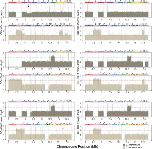 Mapping of reads to a hybrid reference genome of strains evolved in canavanine reveals trisomies and whole chromosome LOH. Bars show mean depth in 5 kb intervals that have been normalized by dividing the depth of each interval by the mean coverage for each strain. For each strain the top panel shows mapping to the C. neoformans reference genome, and the bottom panel shows mapping to the C. deneoformans reference genome. Diagrams of homeologous chromosomes are shown above each reference genome where colors reflect homology and black stripes indicate centromeres. C. deneoformans chromosomes were rearranged to better reflect homology, and asterisks indicate chromosomes that have been reverse-complemented. Black arrows in strain CC-100-1 indicate loss of the C. neoformans Chr. 4 copy and gain of the homeologous C. deneoformans Chr. 12 copy, likely indicating LOH ongoing during the growth of the strain for DNA extraction. Red arrow in CC-100-5 indicates a region of the left arm of C. deneoformans Chr. 13 that had undergone apparent deletion.