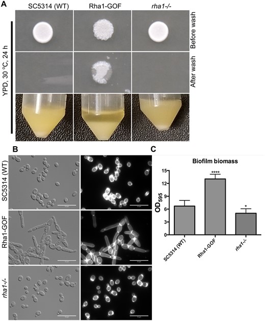 Morphological and biofilm results of the WT, Rha1-GOF, and rha1 mutant. (A) WT, Rha1-GOF, and rha1−/− strains were spotted on the solid nonfilament-inducing medium YPD and grown for 24 h before washing with a stream of water for 15 s. The Rha1-GOF strain was invasive and resistant to washing. The indicated strains were grown in liquid YPD medium at 30°C. Rha1-GOF cells are flocculent in YPD medium (B) The cellular morphology of the indicated strains is displayed after growth overnight at 30°C in liquid YPD medium. Cells were washed twice with 1× PBS, stained with CFW, and visualized by DIC optics (Bar, 10 μm). (C) A biofilm assay was run in biological triplicate in Spider medium at 37°C after 48 h. *P < 0.05, ***P < 0.001 relative to the WT strain (one-way ANOVA with Dunnet test multiple comparison test).
