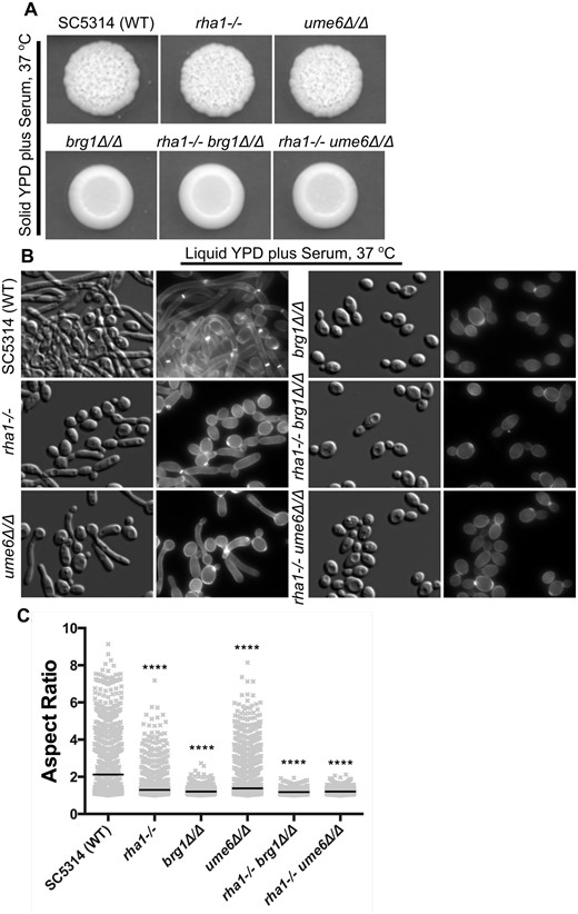Deletion of RHA1 and UME6 causes defects in filamentation under serum stimuli. (A) The wrinkled colony morphology of the rha1, ume6, and brg1 single mutants, and rha1−/− ume6Δ/Δ and rha1−/− brg1Δ/Δ double mutants, together with the WT strain SC5314 on 20% solid serum medium are shown after 3 days of growth at 37°C. (B) Strains were grown in liquid YPD supplemented with 20% serum for 4 h, 37°C, stained with CFW, and examined at 63x magnification by DIC optics and a DAPI filter cube (Bar, 10 µm). (C). Aspect ratio analysis of the cellular morphology of strains for each experimental group, N ≥ 1314 cells derived from at least 3 different experimental repeats. The horizontal lines indicate the median. *P < 0.05, **P < 0.01, ***P < 0.001, ****P < 0.0001; Kruskal–Wallis test with Dunn’s multiple comparison test.