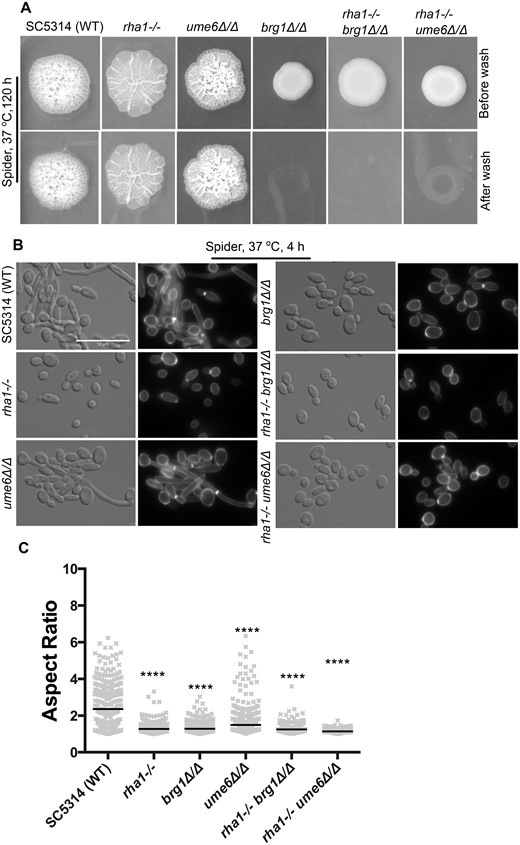 Inactivation of RHA1 causes defects in hyphal formation on Spider medium. (A) The invasiveness of strains after growth on Spider medium for 120 h was tested after washing colonies with a stream of water. (B) The cellular morphology of the indicated strains grown in the liquid Spider medium, 4 h at 37°C. Scale bar is 10 µm. The rha1−/− ume6Δ/Δ double mutants were highly defective in hyphal formation when grown in Spider medium. (C) Aspect ratio analysis of Spider-treated strains is shown to quantify the reduction in filamentation. Horizontal lines show the median AR. n ≥ 315. *P < 0.05, **P < 0.01, ***P < 0.001, ****P < 0.0001; Kruskal–Wallis test with Dunn’s multiple comparison test.
