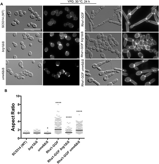 Deletion of BRG1 and UME6 causes defects in Rha1-GOF-induced morphology. (A) Cellular morphology of the indicated strains under yeast growth conditions and imaged with DIC optics and DAPI filter cube (B) Horizontal lines represent the median AR. n ≥ 200. *P < 0.05, **P < 0.01, ***P < 0.001, ****P < 0.0001; Kruskal–Wallis test with Dunn’s multiple comparison test. Scale bar is 10 µm.