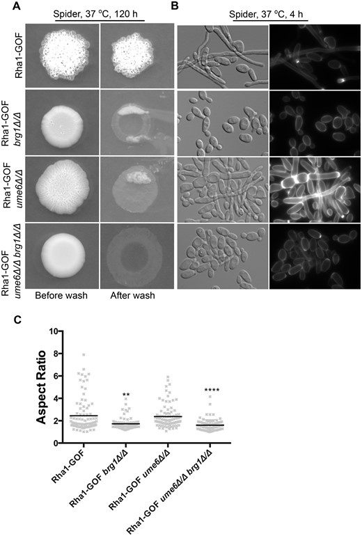 The media specificity of Rha1 for bypass of the filamentation defects of single brg1 and ume6 mutants. (A) Strains were spotted on Spider medium, and invasiveness assayed after being washed twice with 1× PBS and incubated 5 days. (B) DIC and fluorescence images represented cellular morphology of strains grown in liquid Spider medium. Rha1 overexpression coupled with Spider medium showed some morphological effects in the ume6Δ/Δ mutant but failed to bypass the phenotypes of brg1Δ/Δ or brg1Δ/Δ ume6Δ/Δ mutants. Horizontal lines represent the median AR. n ≥ 91. *P < 0.05, **P < 0.01, ***P < 0.001, ****P < 0.0001; Kruskal–Wallis test with Dunn’s multiple comparison test. Scale bar represents 10 µm.